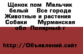 Щенок пом. Мальчик белый  - Все города Животные и растения » Собаки   . Мурманская обл.,Полярный г.